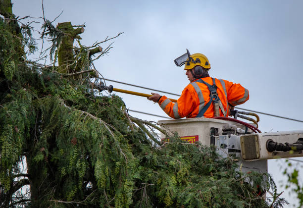 How Our Tree Care Process Works  in  New Haven, CT