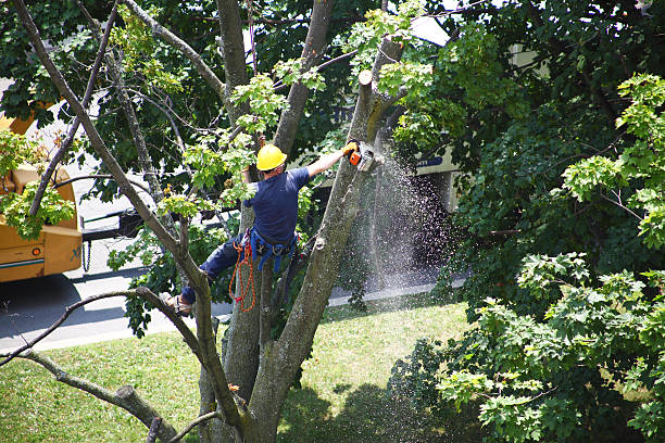 Best Tree Removal  in New Haven, CT