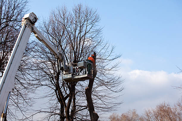 Best Tree Risk Assessment  in New Haven, CT