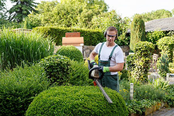 Professional Tree Services in New Haven, CT